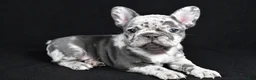 French Bulldog dogs for sale: Bella - Ad 1