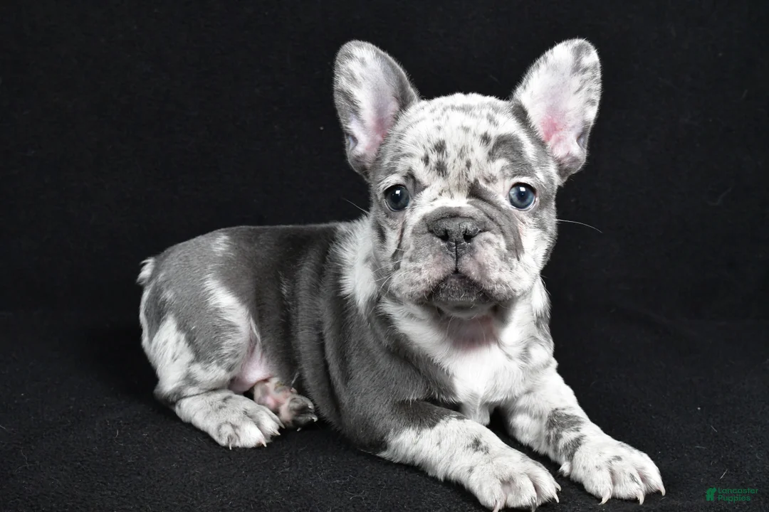 French Bulldog dogs for sale: Bella - Ad 1