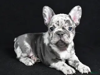 French Bulldog dogs Bella - Ad 1