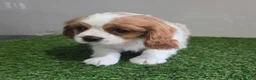 Cavalier King Charles Spaniel dogs for sale: Sadie - Ad 3