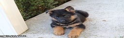 German Shepherd dogs for sale: Buster - Ad 3