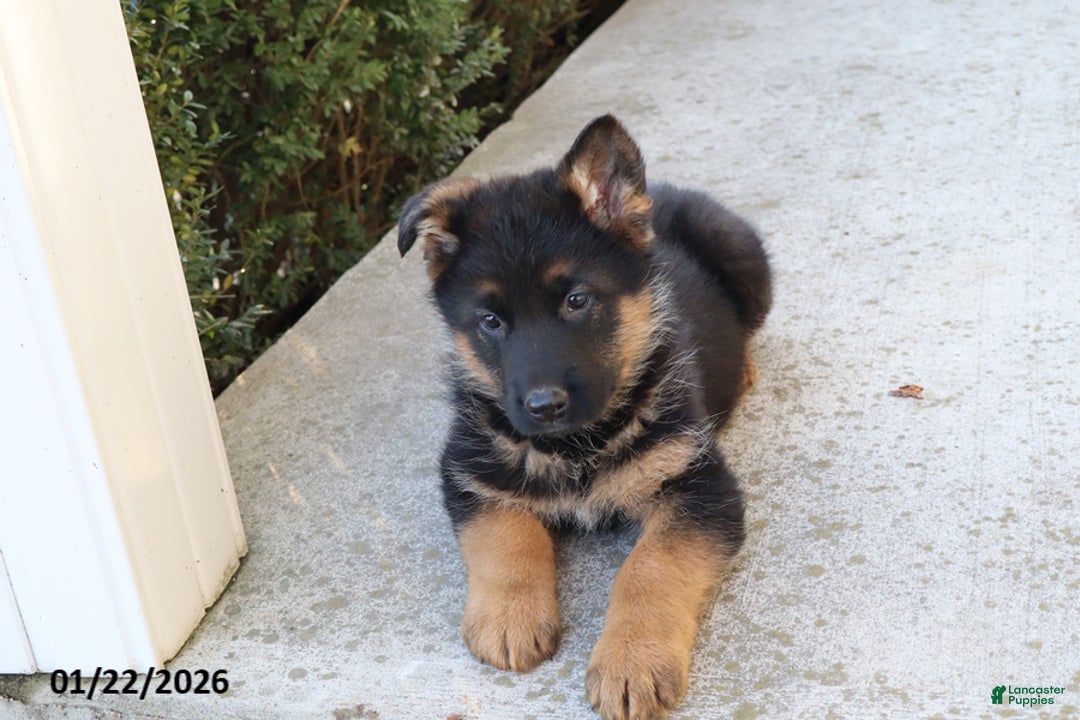 German Shepherd dogs for sale: Buster - Ad 3