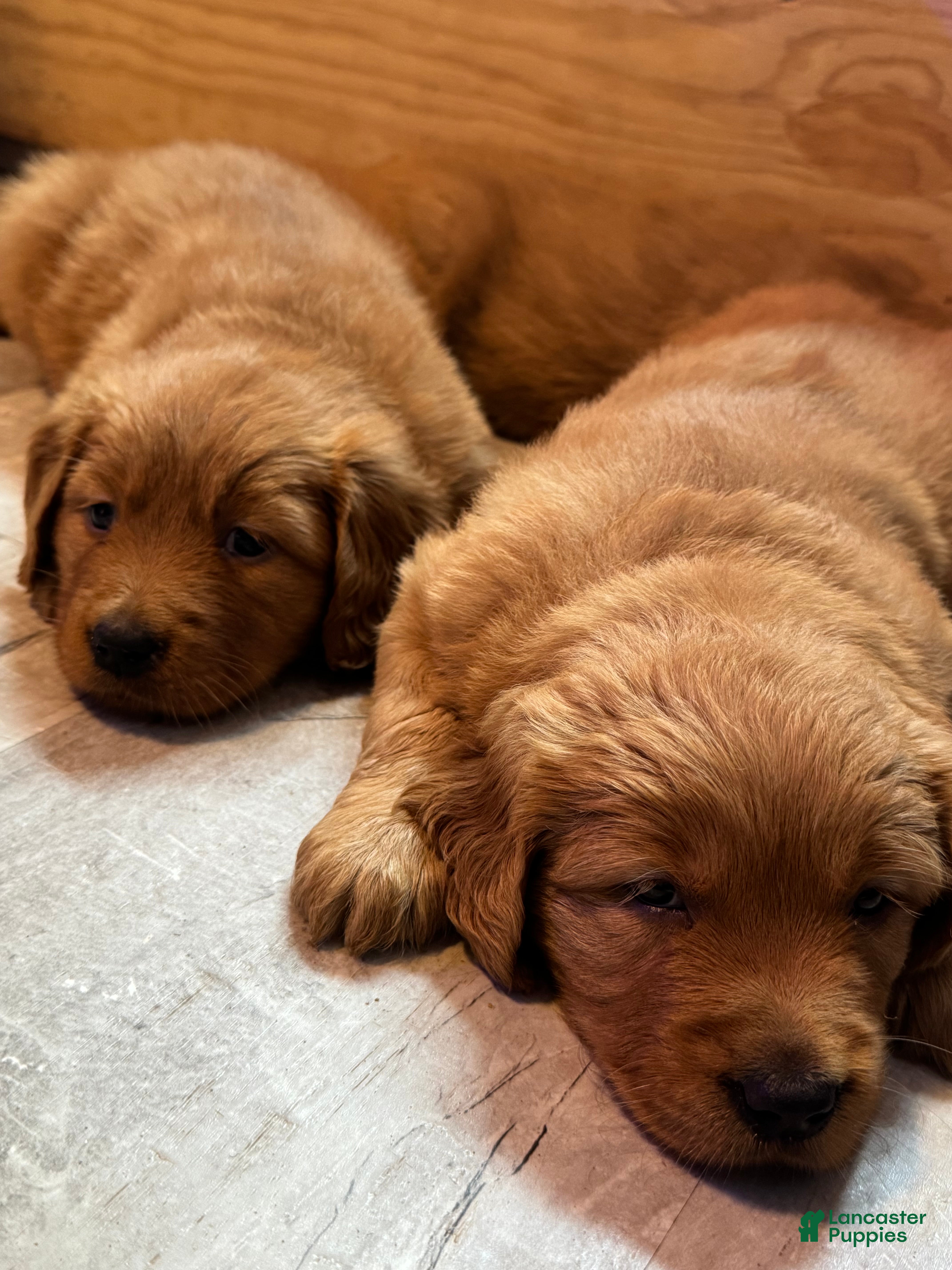 Golden Retriever dogs Girl 3 - Ad 2