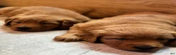 Golden Retriever dogs for sale: Girl 3 - Ad 2