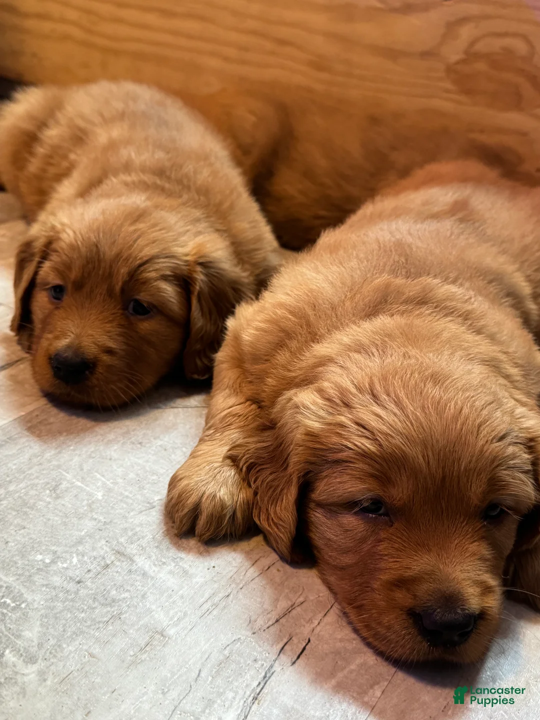 Golden Retriever dogs for sale: Girl 3 - Ad 2