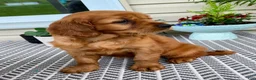 Miniature Golden Retriever dogs for sale: Marley - Ad 2