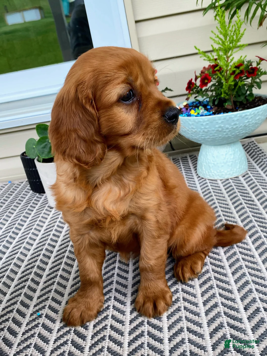 Miniature Golden Retriever dogs for sale: Marley - Ad 2