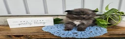 Pomeranian dogs for sale: Atlas - Ad 2