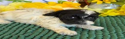 Cockapoo dogs for sale: Molly - Ad 3