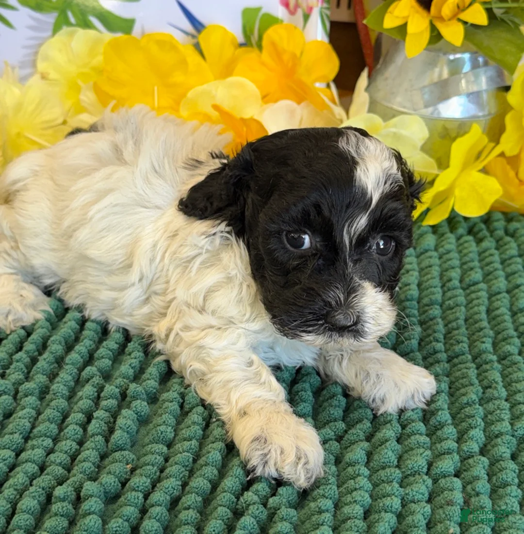 Cockapoo dogs for sale: Molly - Ad 3