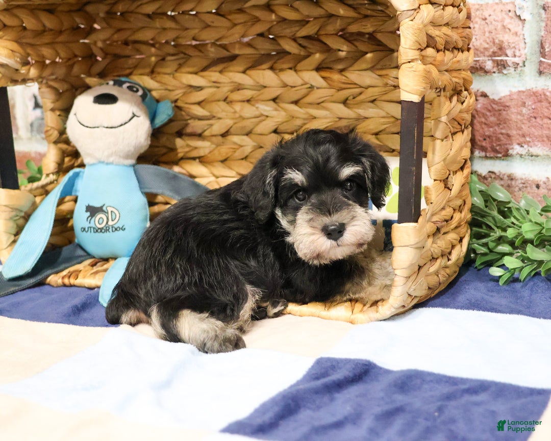 Miniature Schnauzer dogs for sale: Atlas - Ad 2