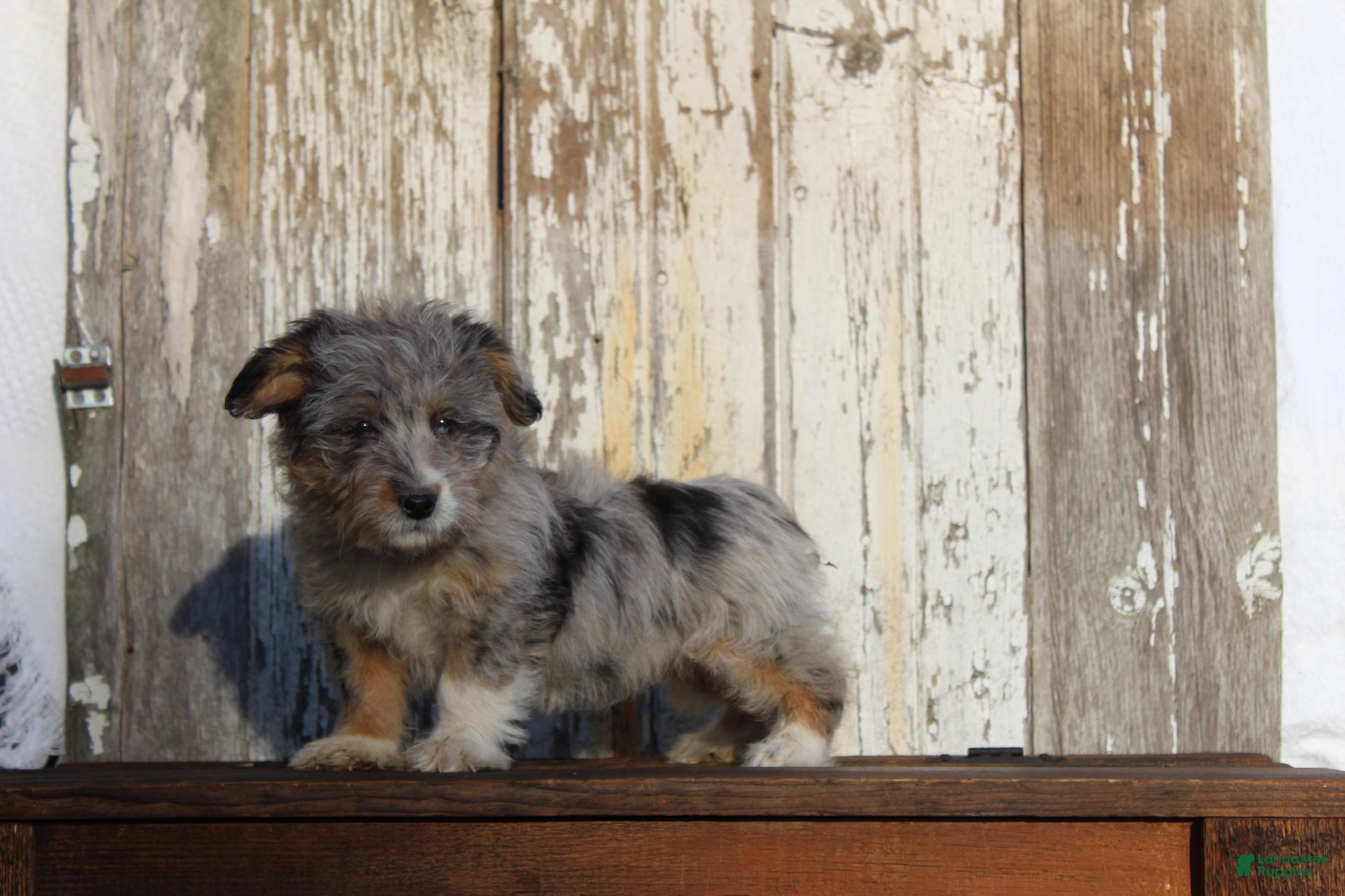 Corgipoo dogs Molly - Ad 1