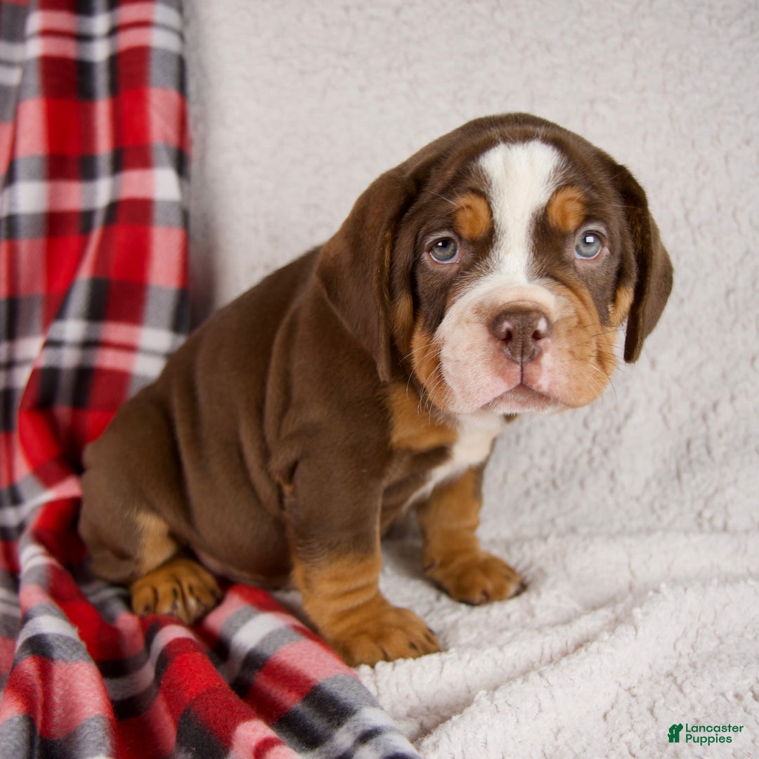 Mixed Breed dogs for sale: Fred - Ad 8