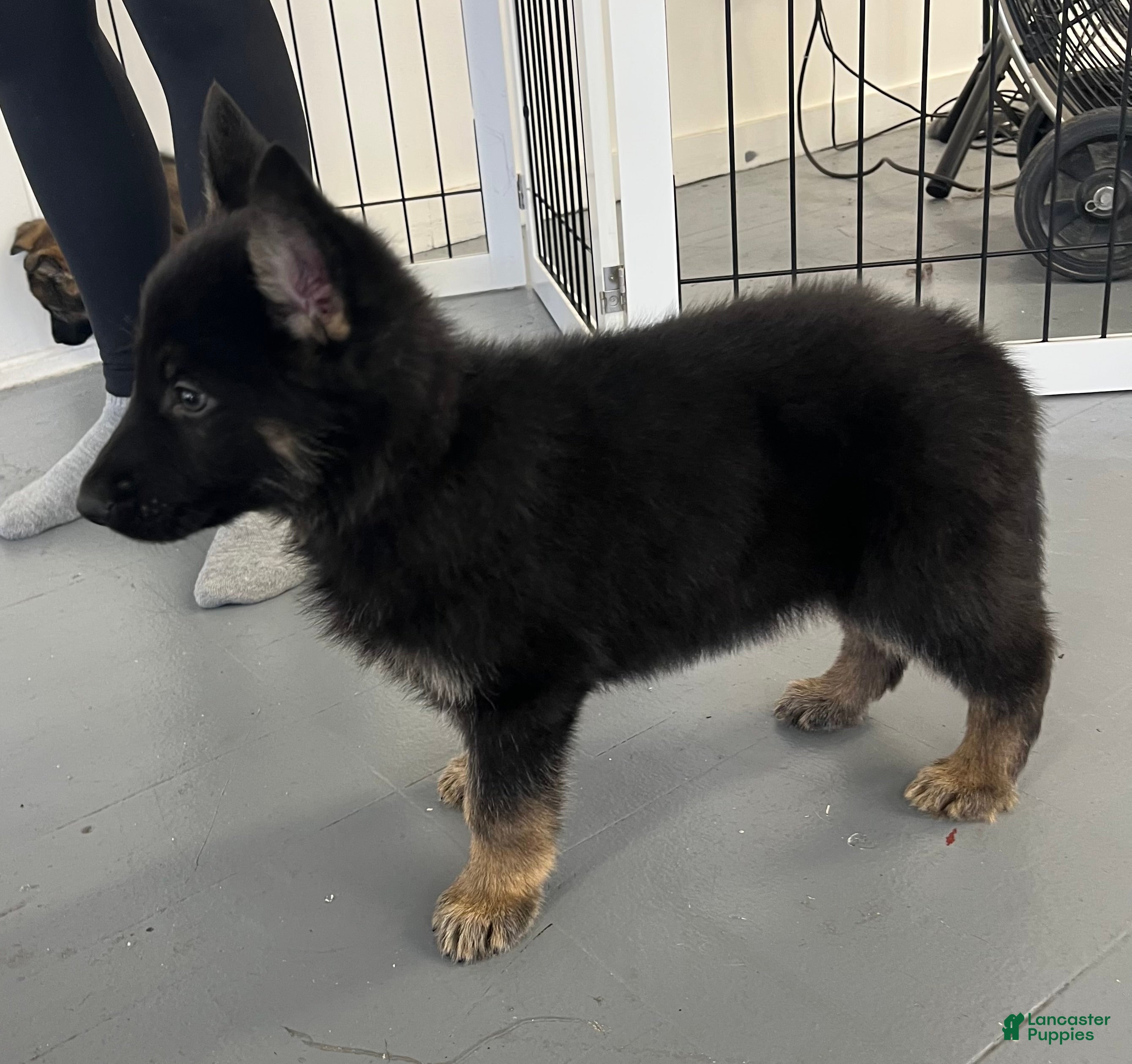 German Shepherd dogs German Shepherd Puppy 3 - Ad 2