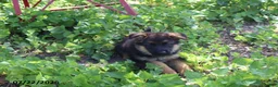 German Shepherd dogs for sale: Bob - Ad 3