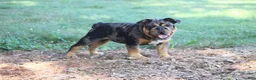 English Bulldog dogs for sale: English Bulldog 1 - Ad 6