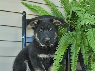 German Shepherd dogs - Ad 6