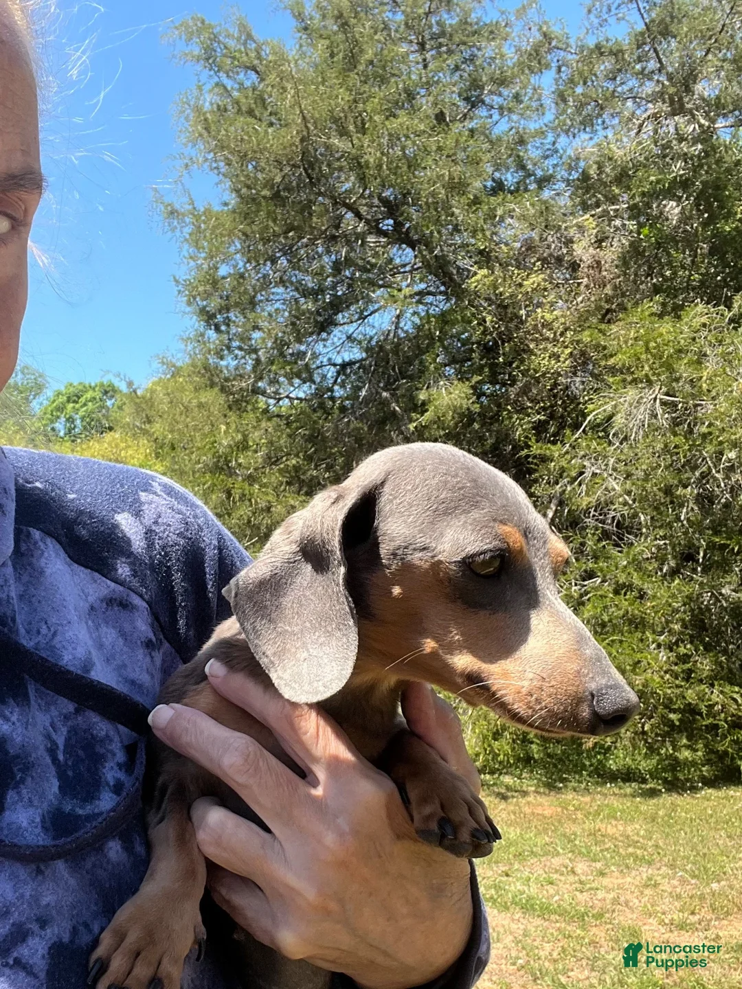 Miniature Dachshund dogs for sale: Miniature Dachshund 1 - Ad 2