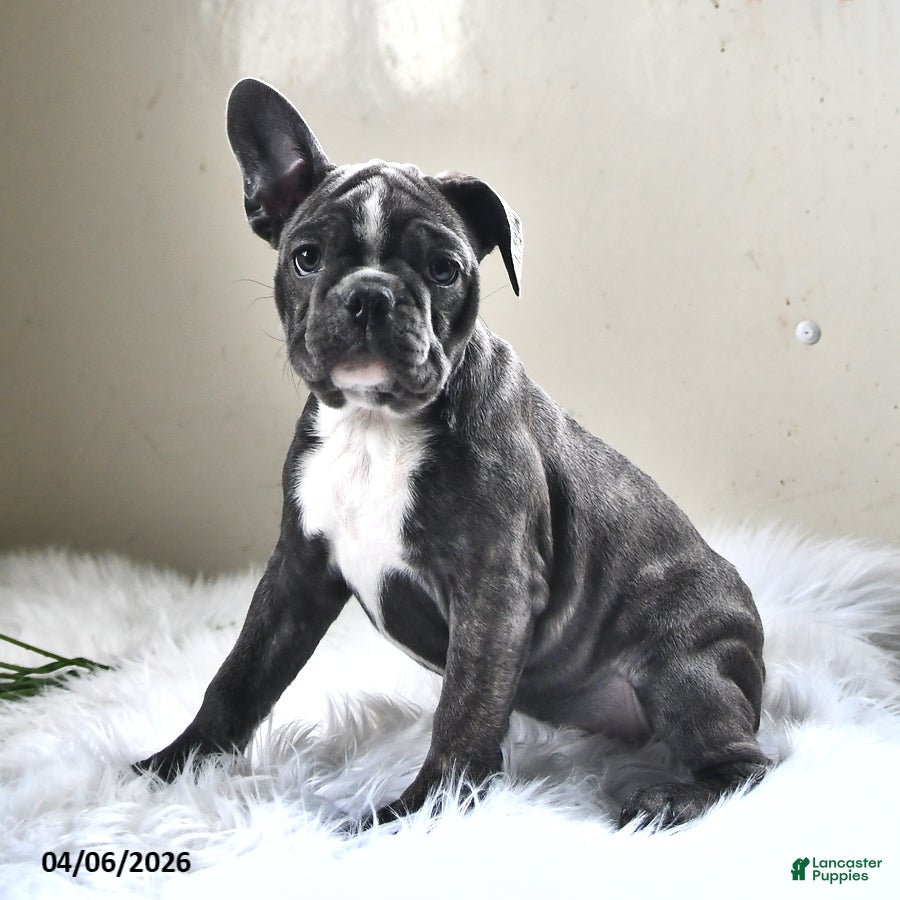 Frenchton dogs Moonbeam - Ad 2