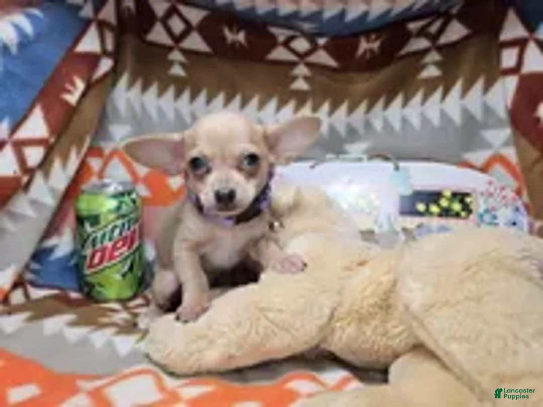 Chihuahua dogs for sale: Morck (Mini) - Ad 2