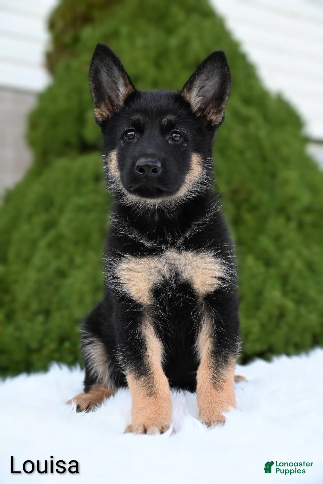 German Shepherd dogs for sale: Louisa - Ad 1