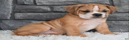 Beabull dogs for sale: Molly  - Ad 9