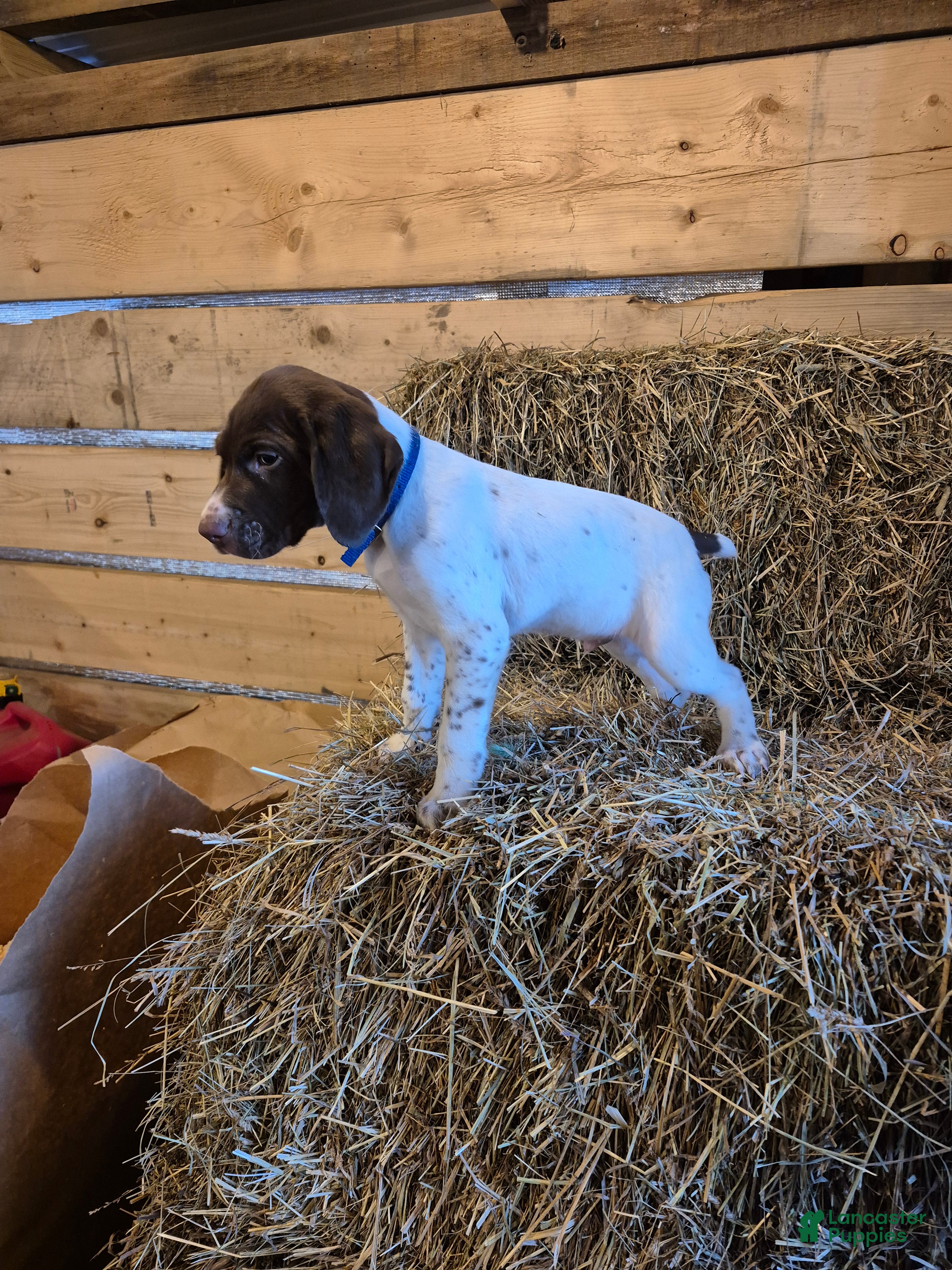 German Shorthaired Pointer dogs Rex - Ad 1