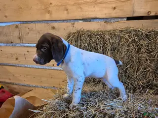 German Shorthaired Pointer dogs for sale: Rex - Ad 2
