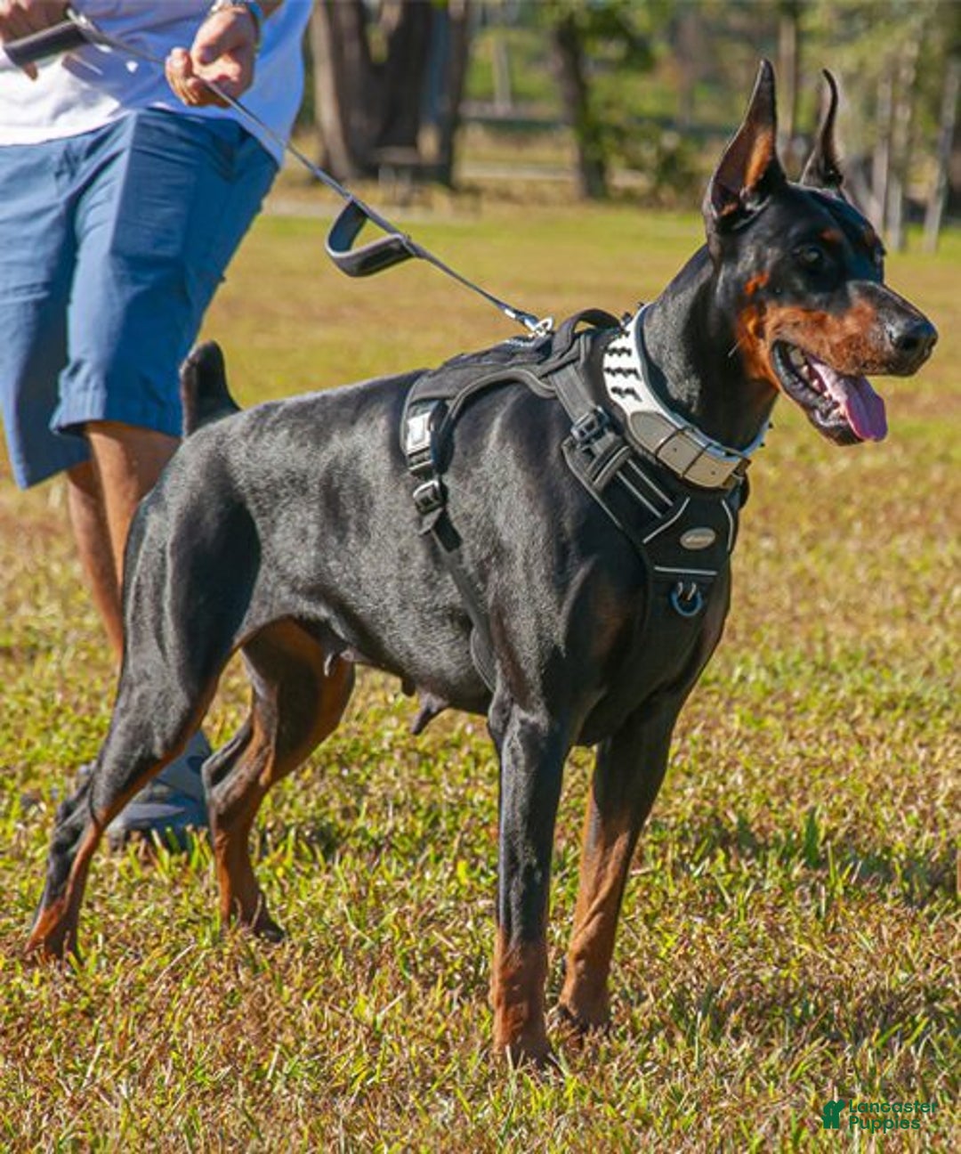 Gallery Image {{count}}