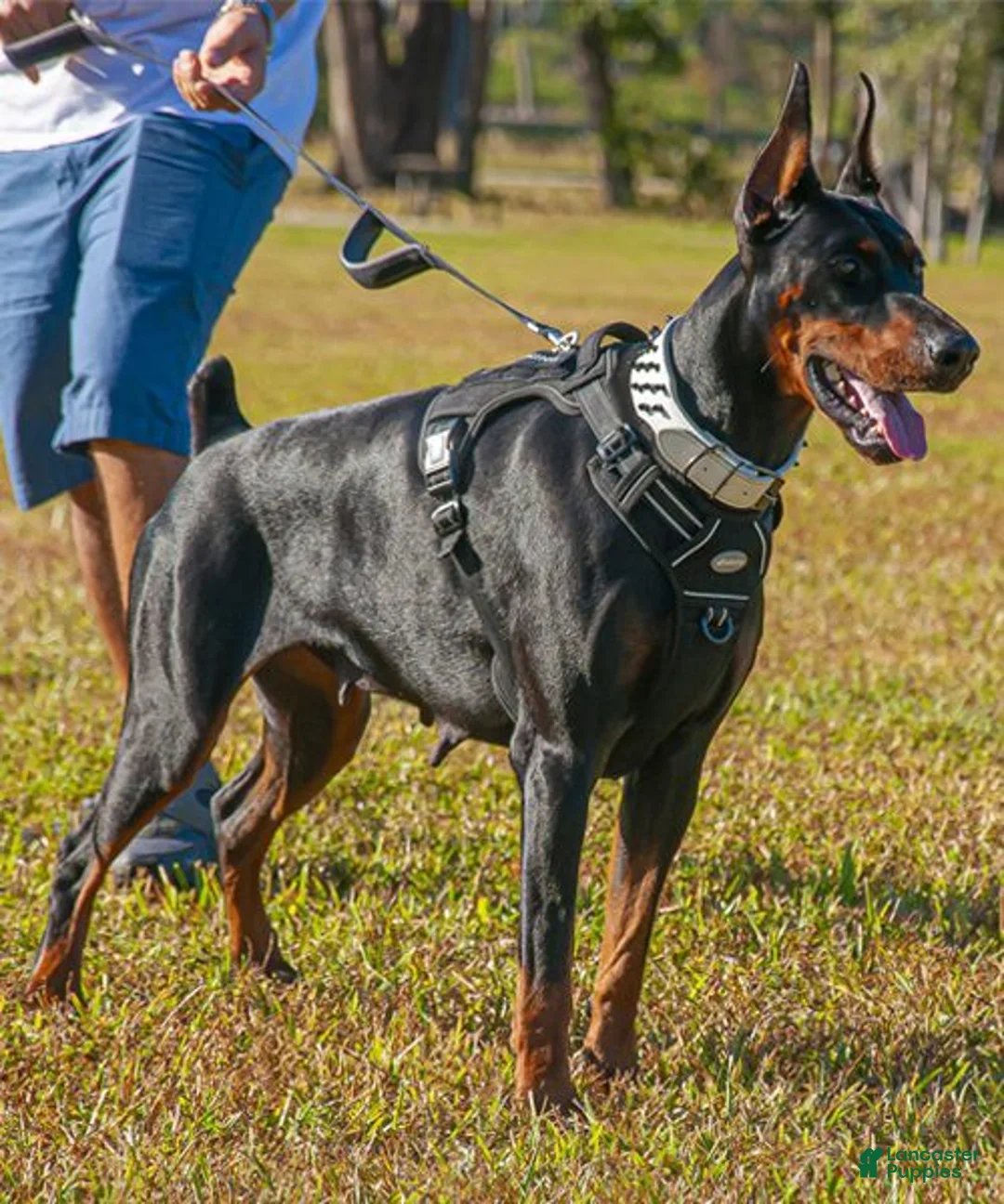 Gallery Image {{count}}