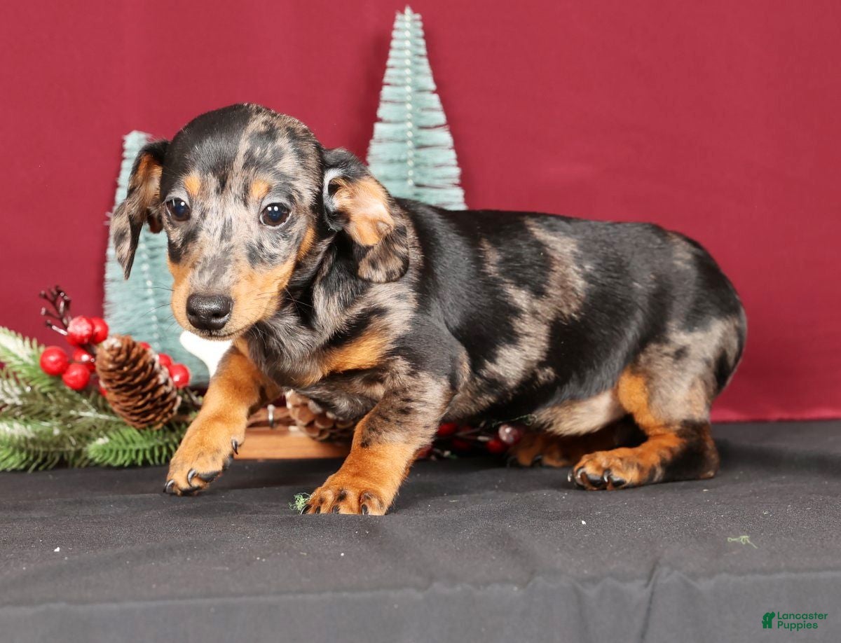 Miniature Dachshund dogs Roxie - Ad 26