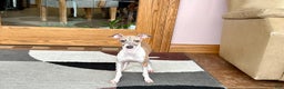 Italian Greyhound dogs for sale: Italian Greyhound Puppy 2 - Ad 11
