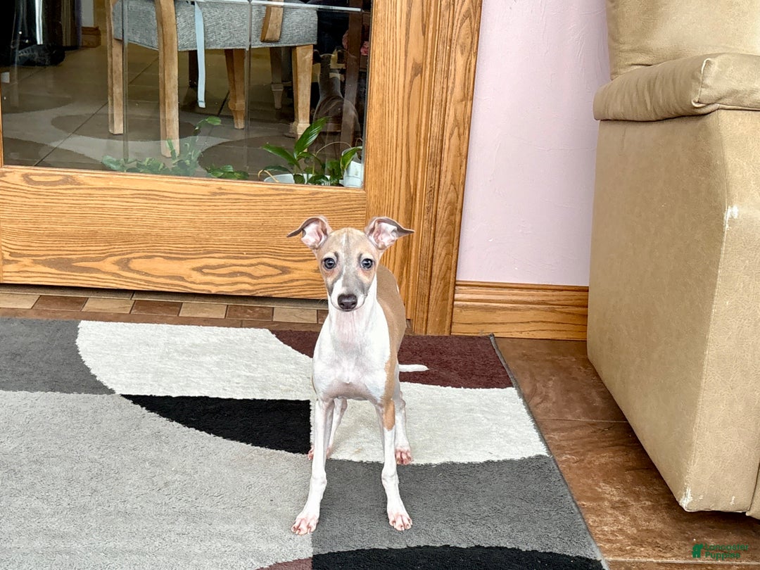 Italian Greyhound dogs for sale: Italian Greyhound Puppy 2 - Ad 11