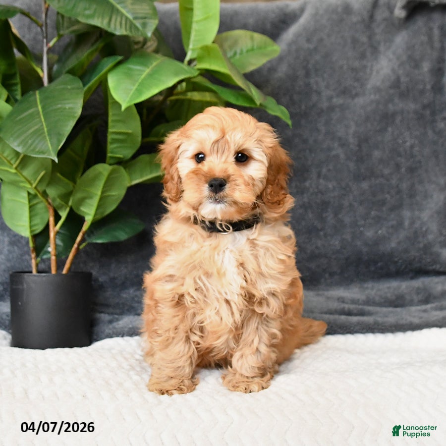 Cavapoo dogs Biscotti - Ad 2