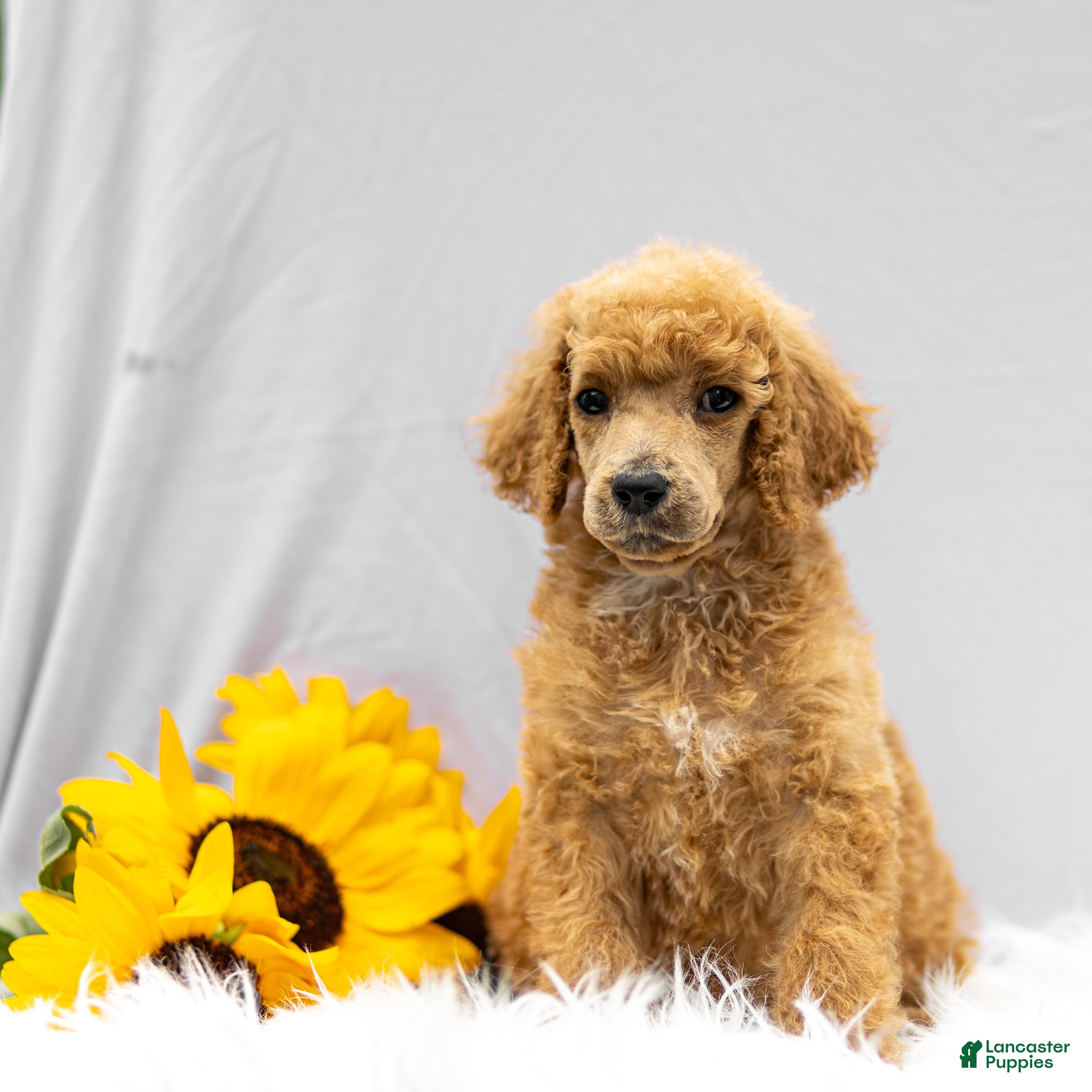 Standard Poodle dogs Michief - Ad 2