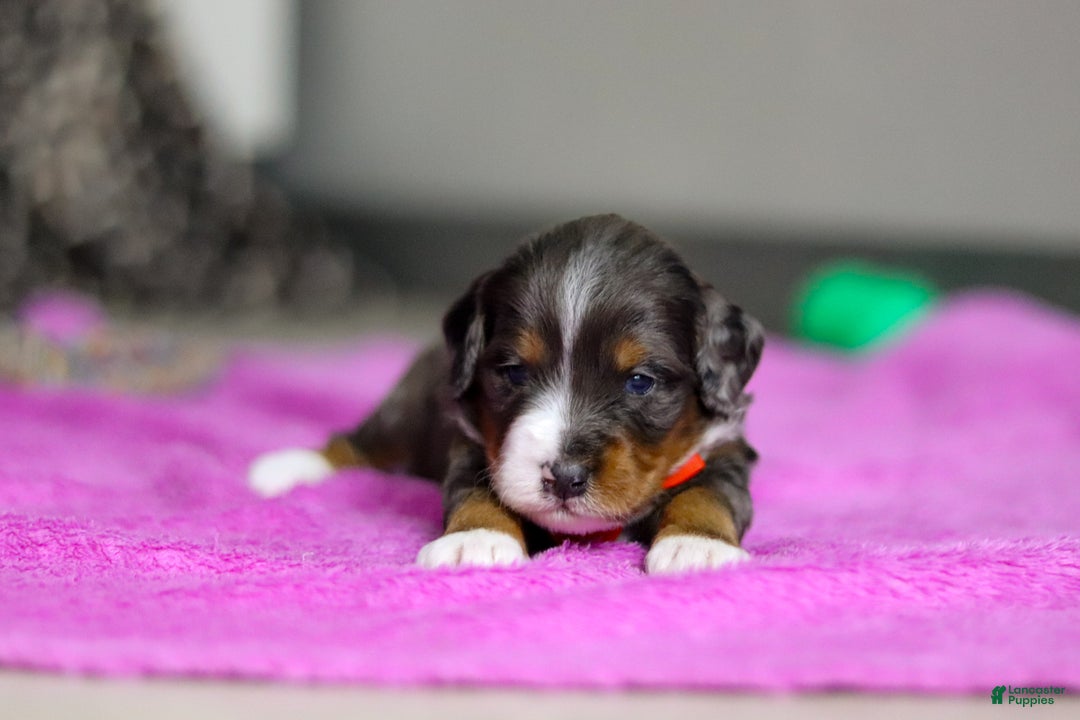 Mini Bernedoodle dogs for sale: Dakota — Male — $2499 - Ad 4