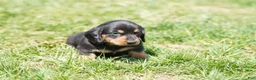 Miniature Dachshund dogs for sale: Shelton - Ad 3