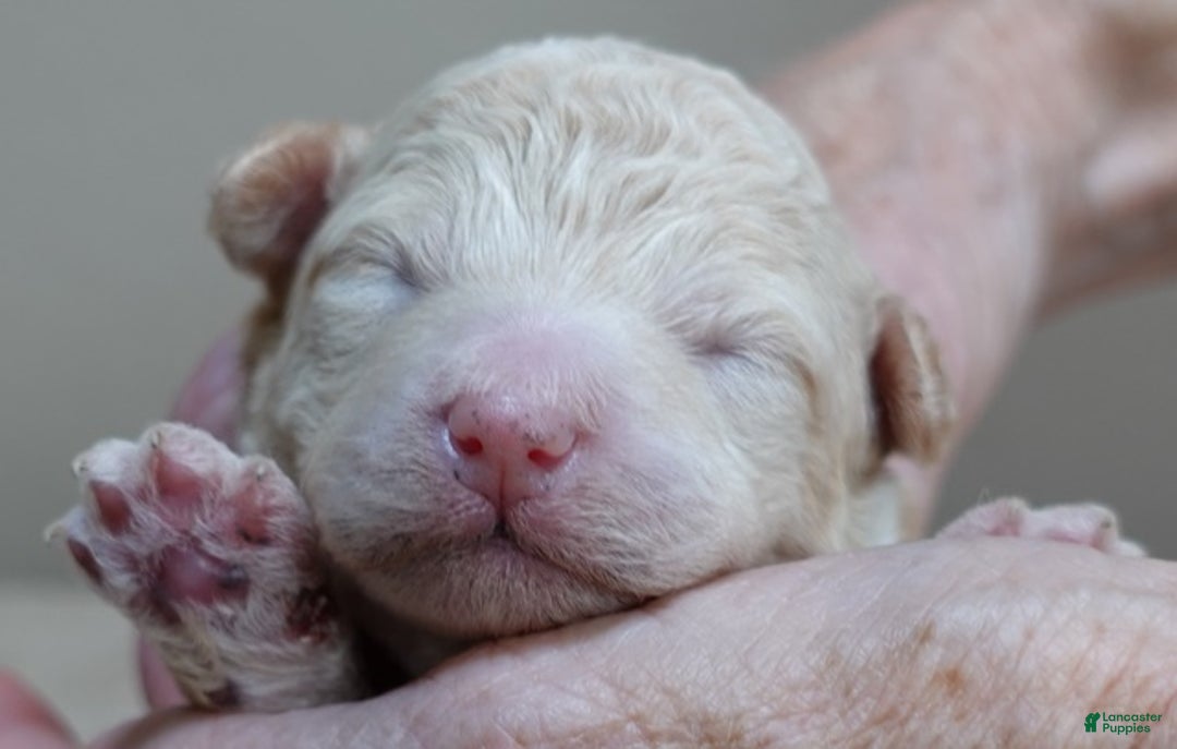 Toy Poodle dogs for sale: Toy Poodle Puppy 1 - Ad 8