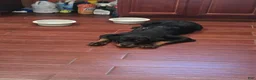 Rottweiler dogs for sale: Rottweiler Puppy 1 - Ad 2