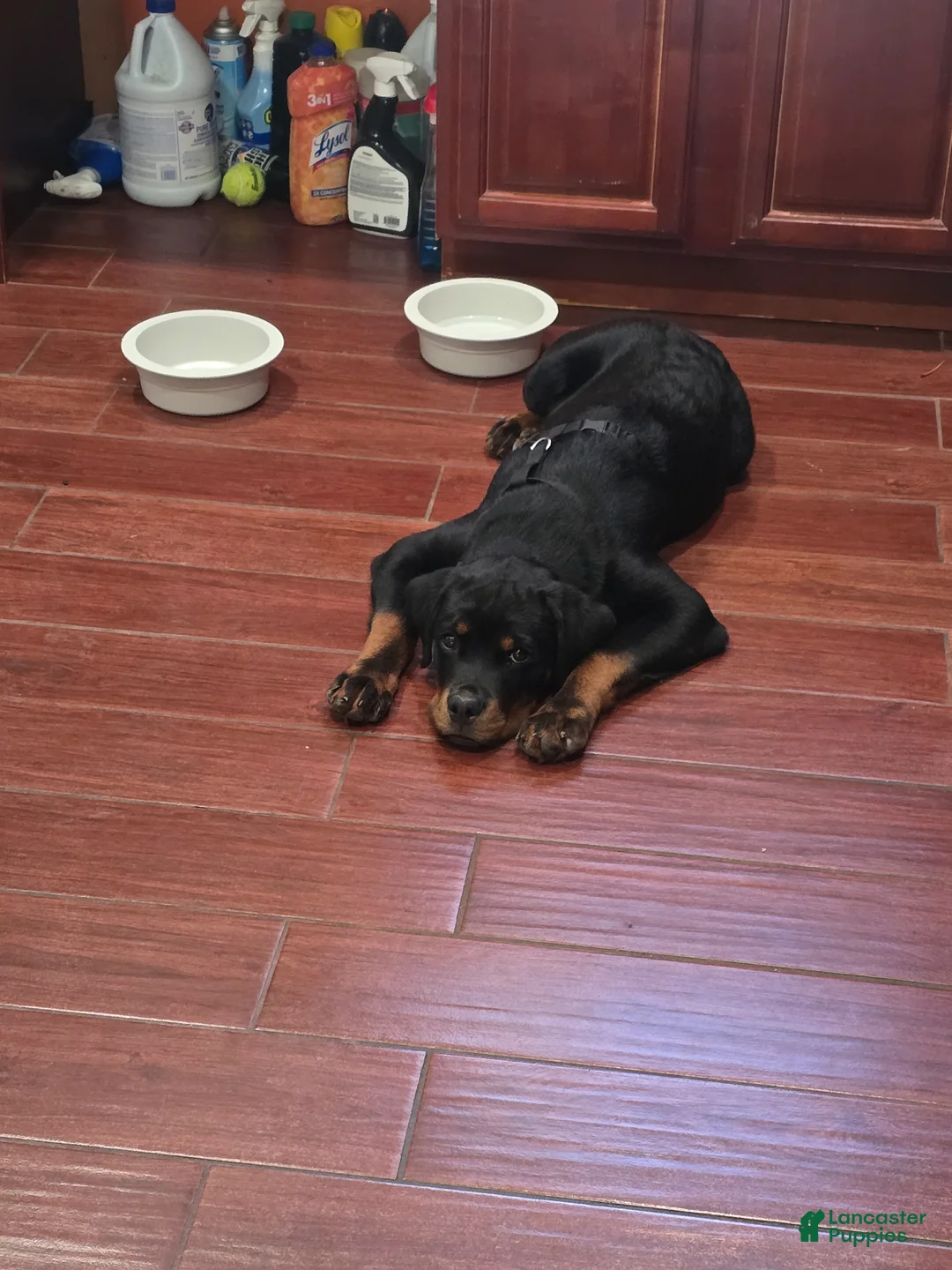 Rottweiler dogs for sale: Rottweiler Puppy 1 - Ad 2