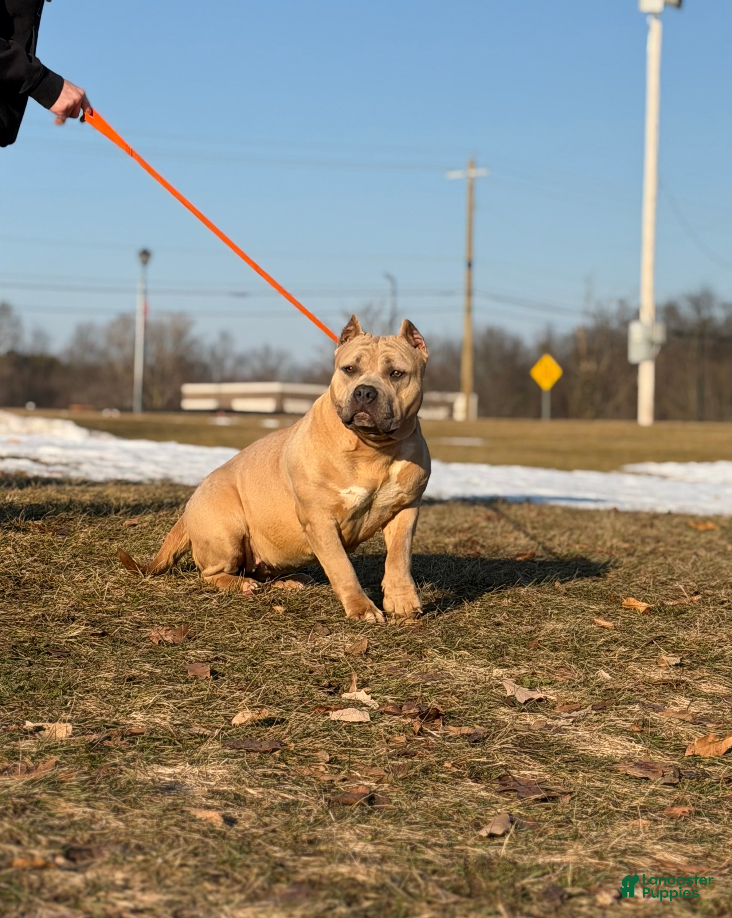 American Bully dogs American Bully Female  - Ad 1