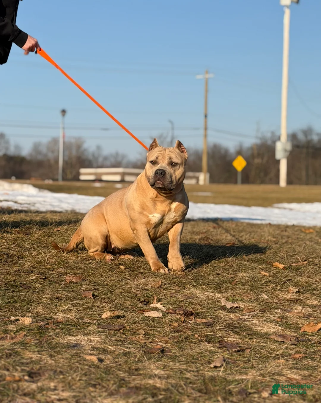 American Bully dogs for sale: American Bully Female  - Ad 1