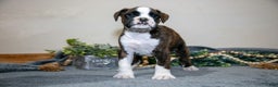 Boxer dogs for sale: Dexter - Ad 2