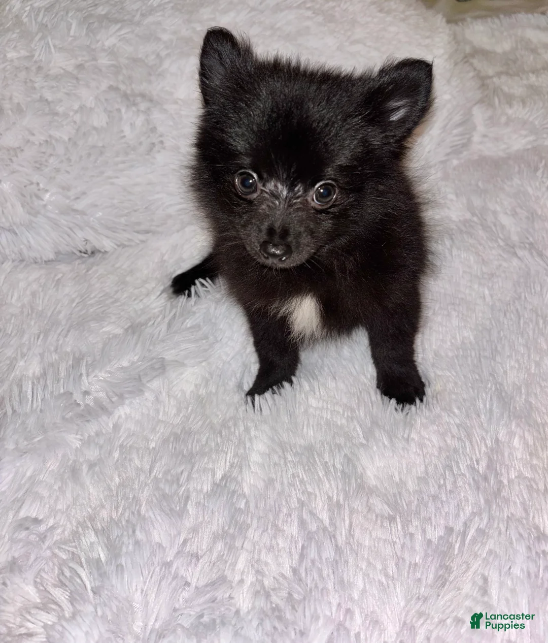 Pomeranian dogs for sale: Pomeranian 3 shiner  - Ad 2