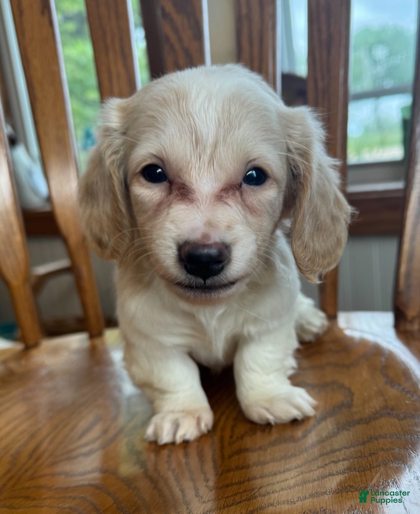 Miniature Dachshund dogs Happy Bailey~! - Ad 1