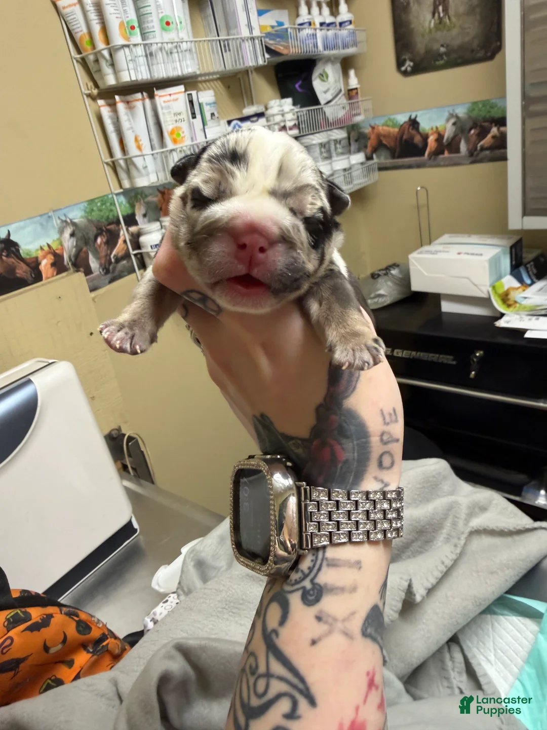 English Bulldog dogs for sale: Black tri Merle male  - Ad 1