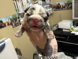 English Bulldog dogs Black tri Merle male - Ad 21