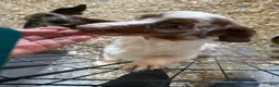Miniature Dachshund dogs for sale: Miniature Dachshund Puppy 1 - Ad 4
