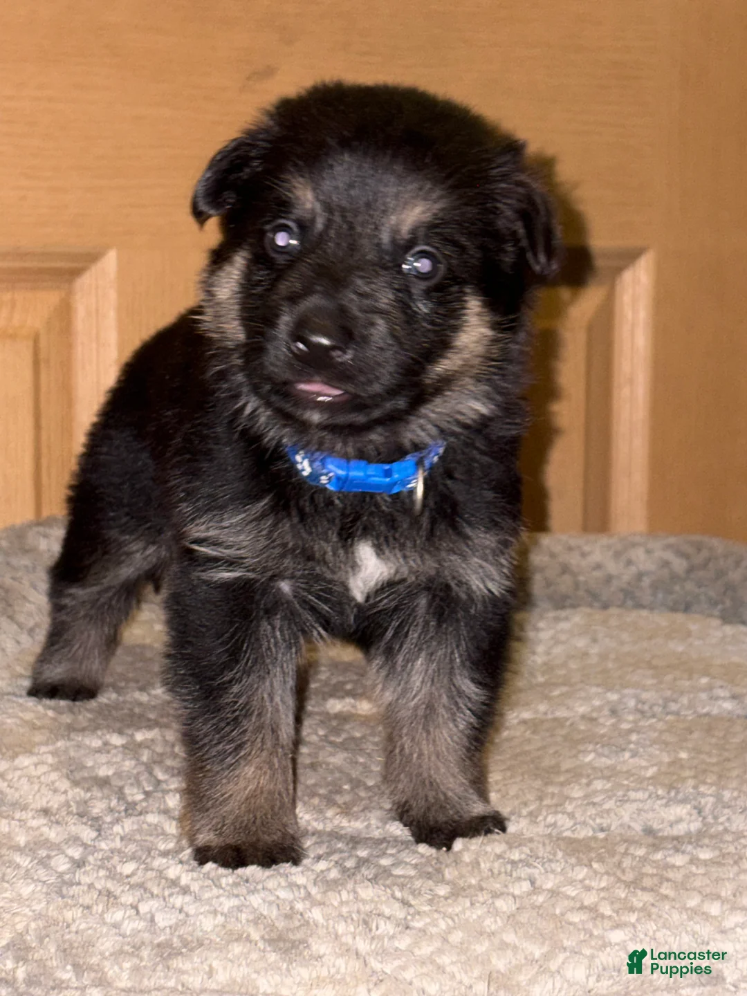 German Shepherd dogs for sale: Blue Collar Make 12-30 - Ad 1