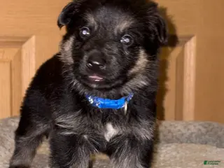 German Shepherd dogs Blue Collar Make 12-30 - Ad 11